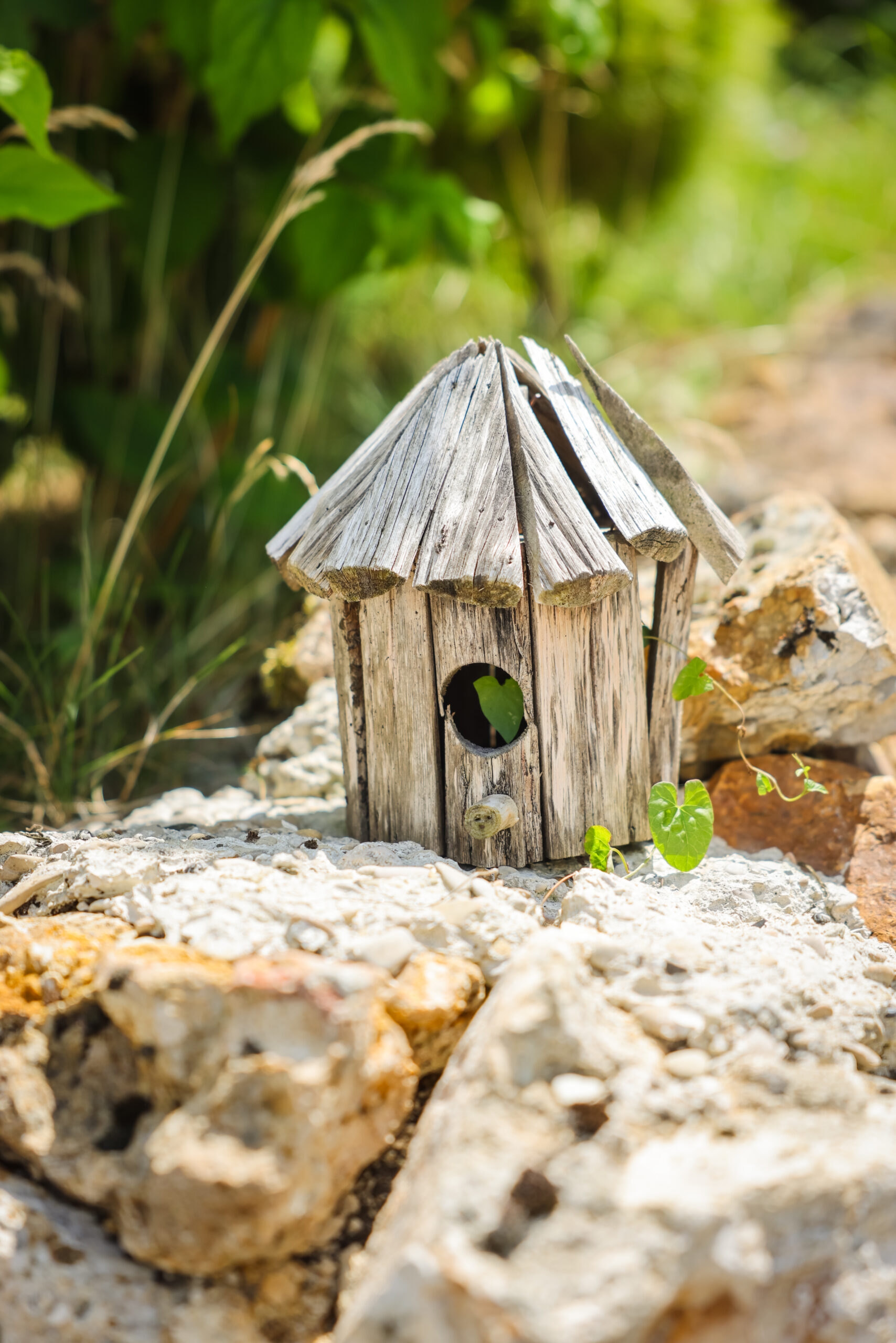 Cottages Antoinette — Vue vignoble